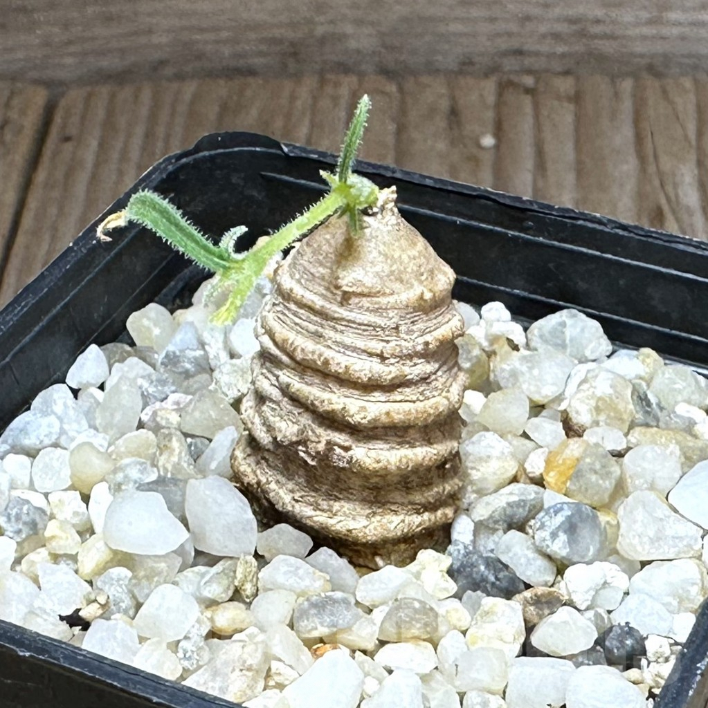 SHPR28855 Trochomeria polymorpha -Zambia-