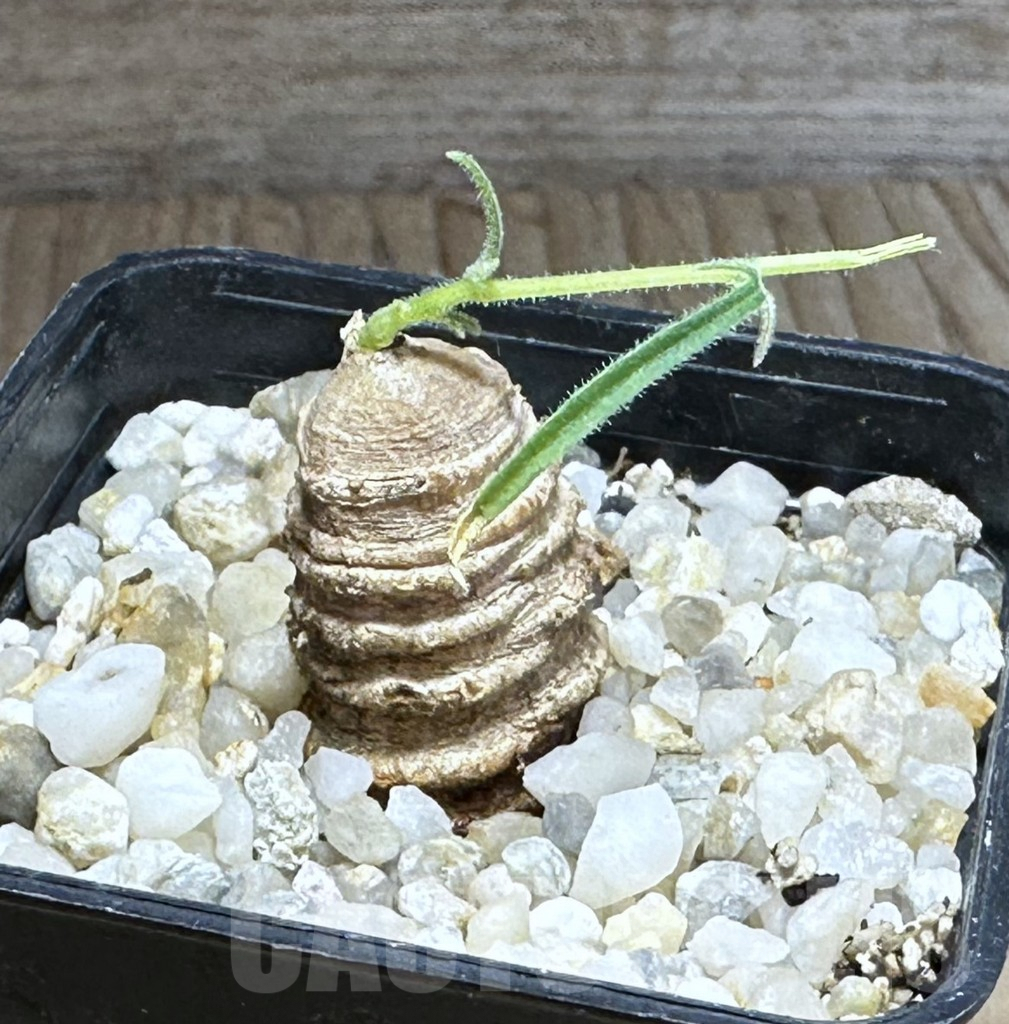 SHPR28855 Trochomeria polymorpha -Zambia- - immagine 2