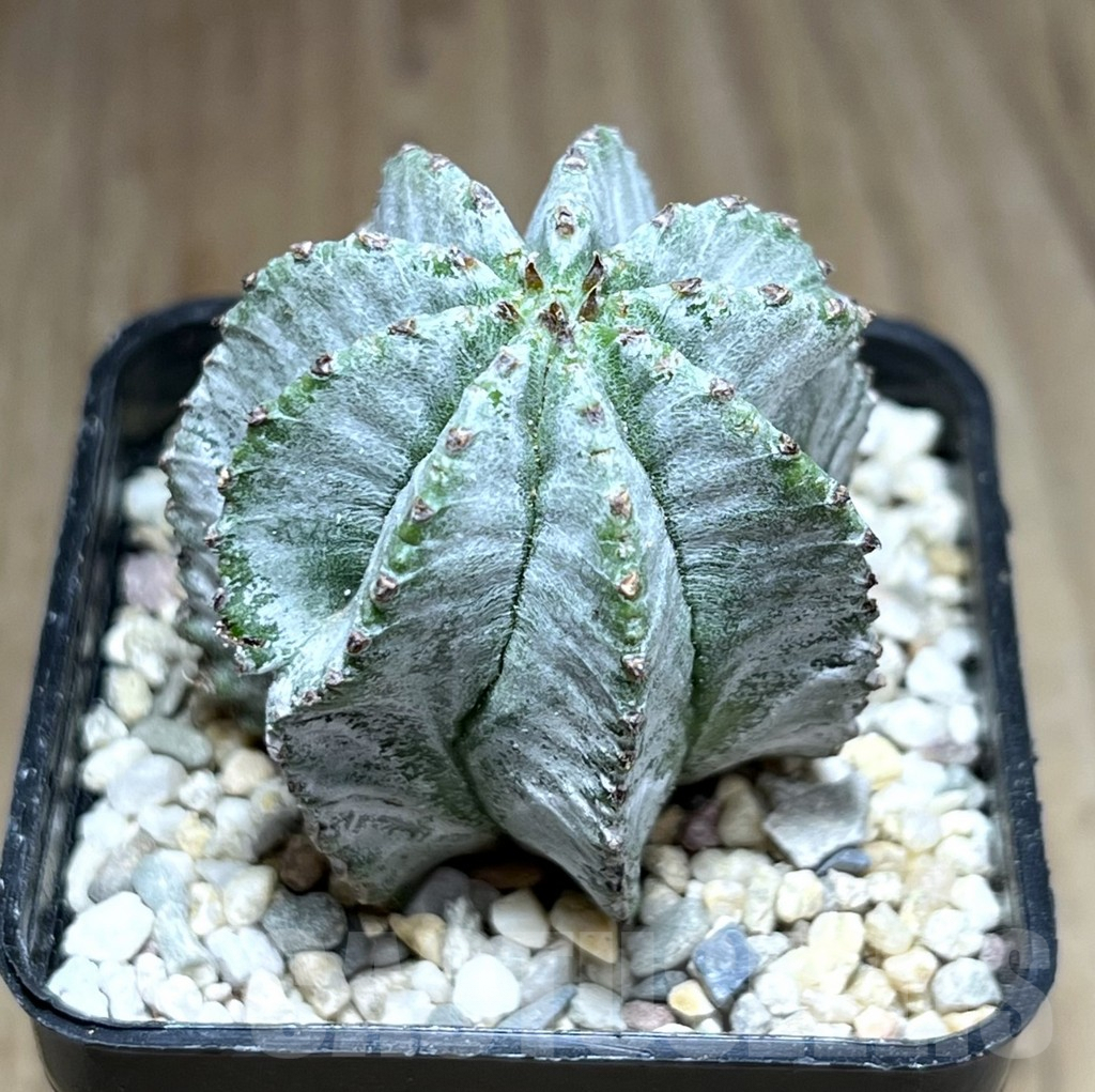 SHPR28224 Euphorbia horrida ‘Alba’