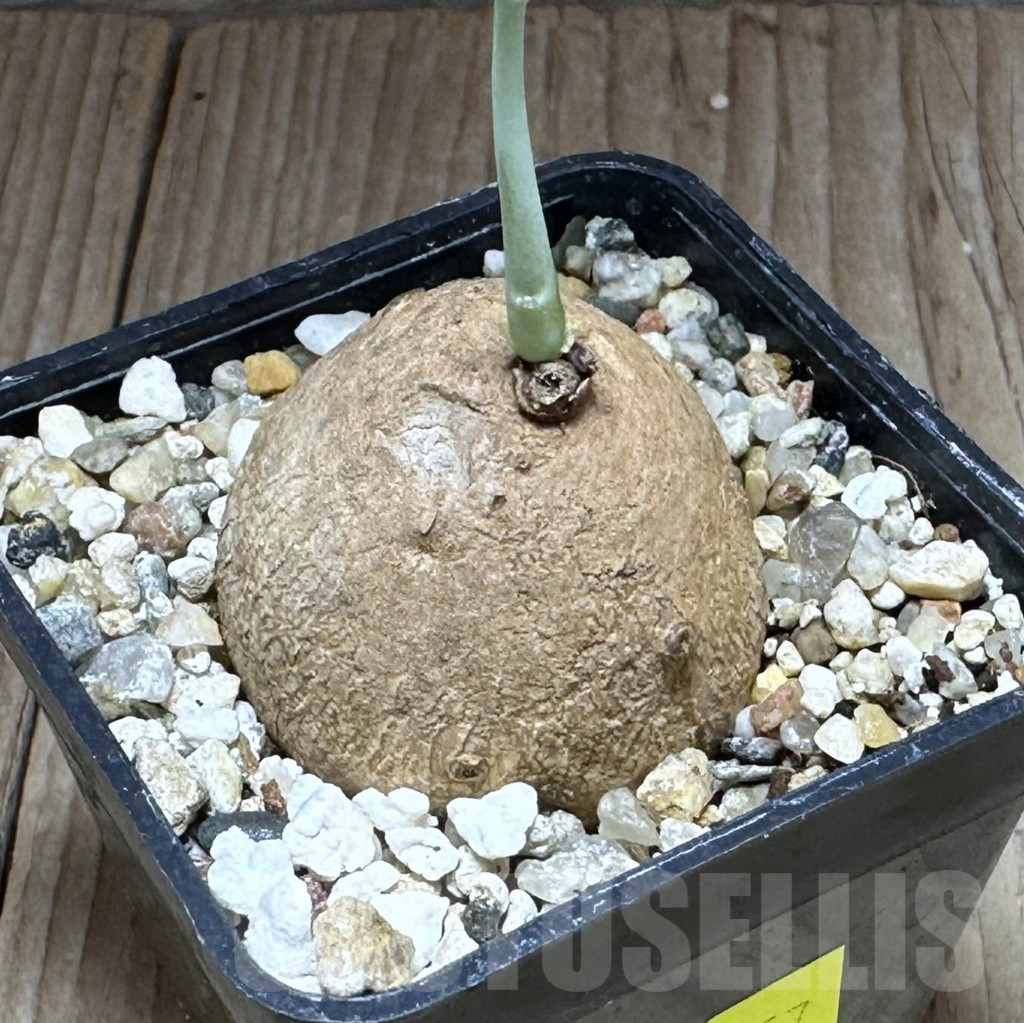 SHPR28857 Stephania erecta