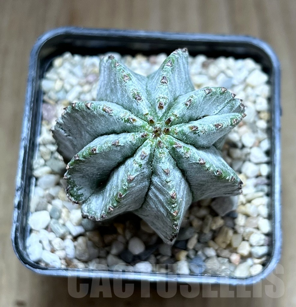 SHPR28224 Euphorbia horrida ‘Alba’ - 画像 (2)