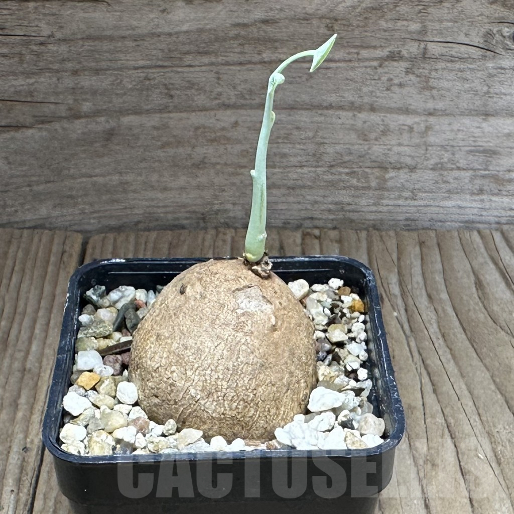 SHPR28857 Stephania erecta - immagine 2