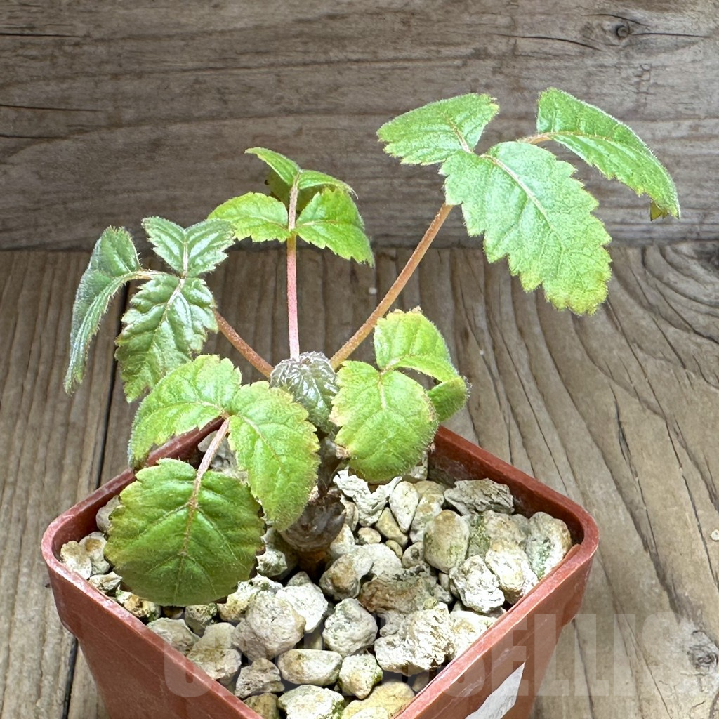 SHPR28859 Beiselia mexicana