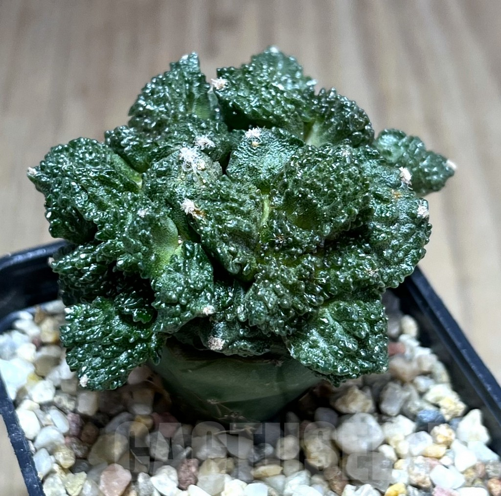 SH797 Ariocarpus fissuratus “Godzilla” , grafted