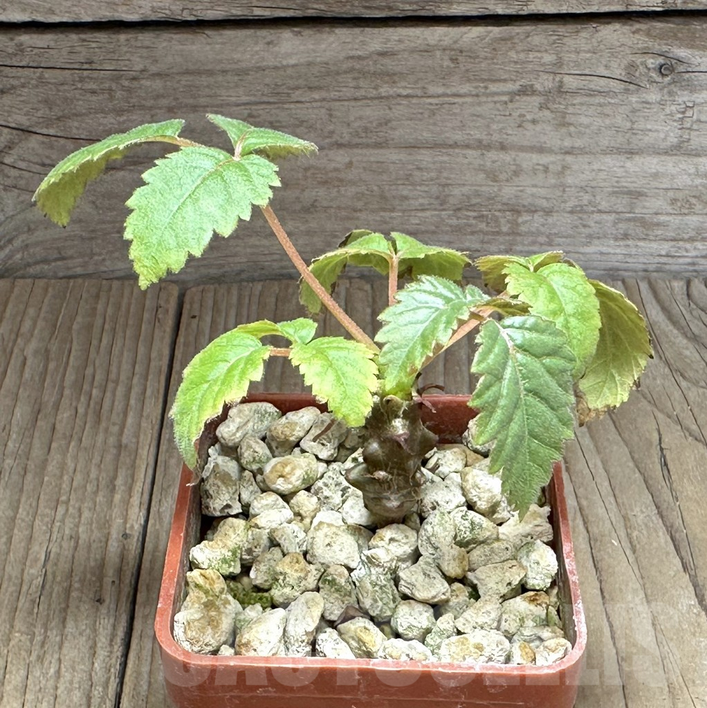 SHPR28859 Beiselia mexicana - immagine 2