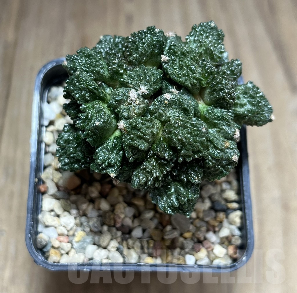 SH797 Ariocarpus fissuratus “Godzilla” , grafted - Image 2