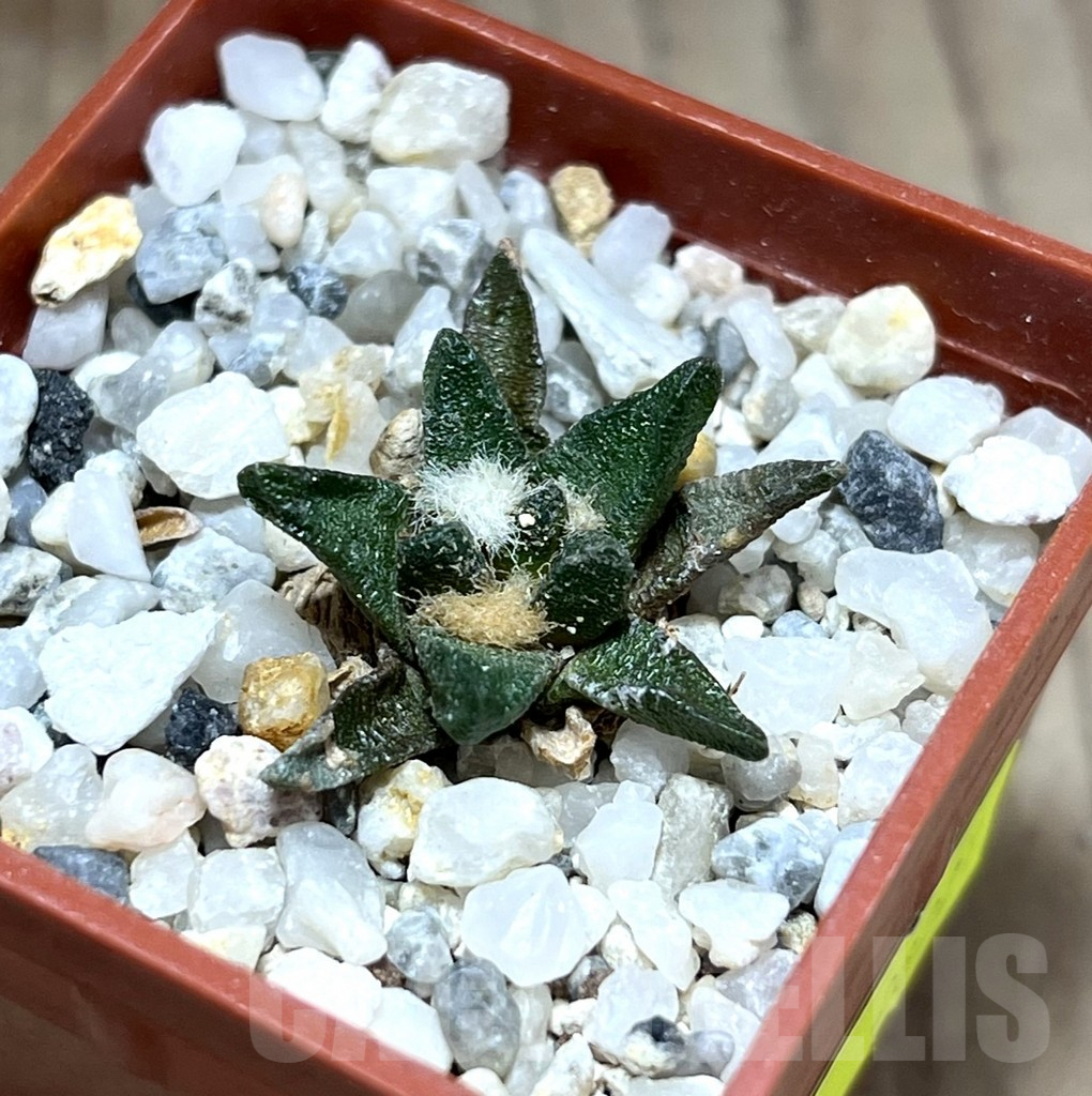 SHPR28227 Ariocarpus scapharostrus