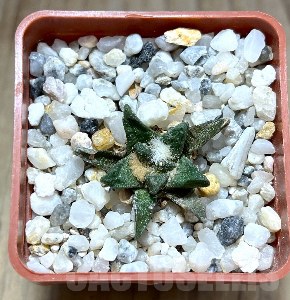 SHPR28227 Ariocarpus scapharostrus - immagine 2