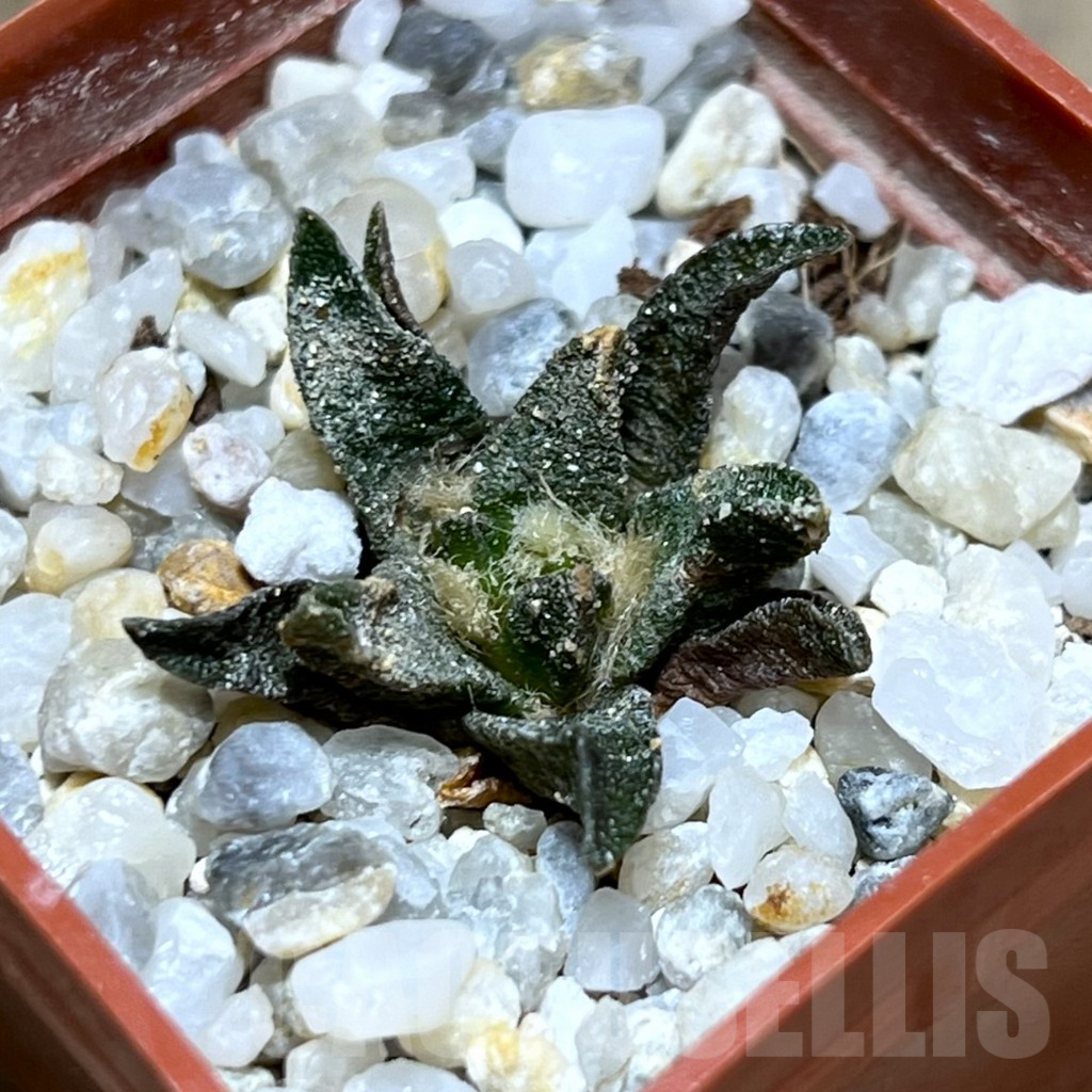 SHPR28228 Ariocarpus scapharostrus