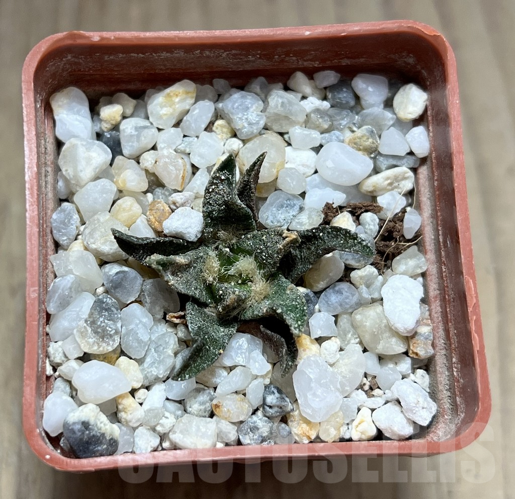 SHPR28228 Ariocarpus scapharostrus - Image 2