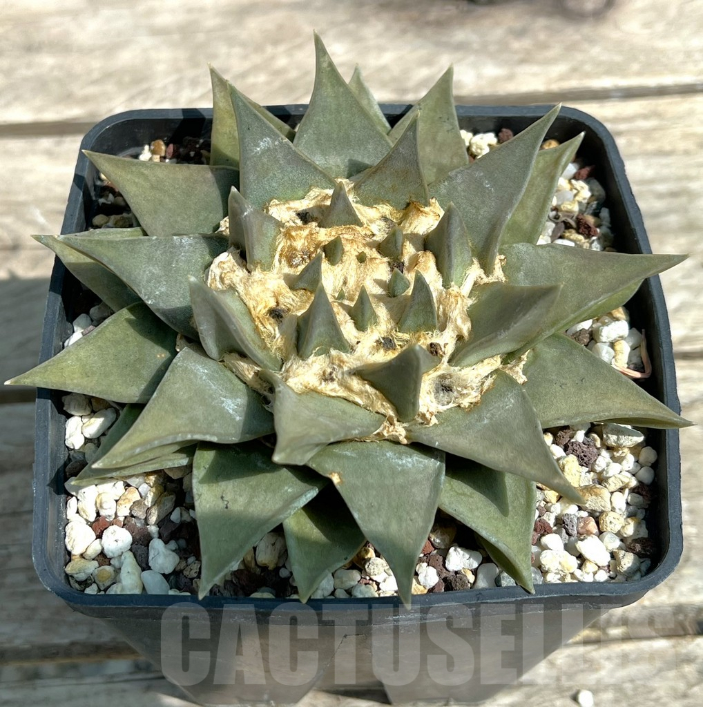 SHPR28229 Ariocarpus trigonus, own roots