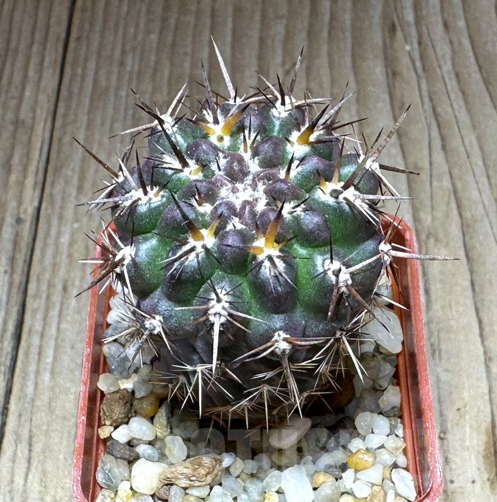 SHPR28866 Neoporteria curvispina v. andicola f. mollensis