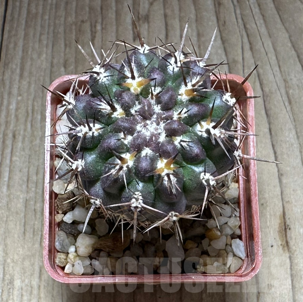 SHPR28866 Neoporteria curvispina v. andicola f. mollensis - Obrázek 2