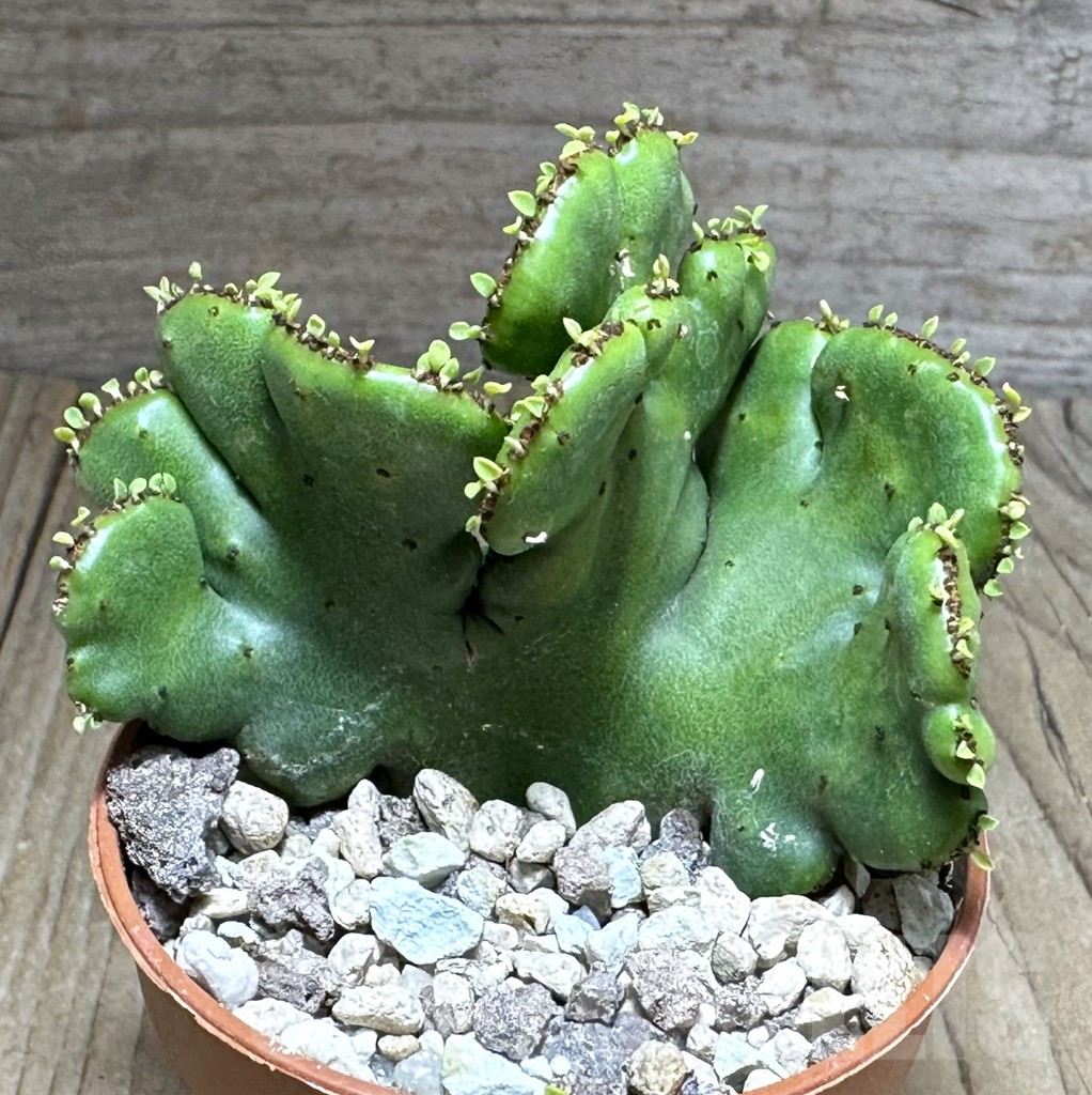 SHPR28868 Euphorbia leucodendron f. cristata - Image 2