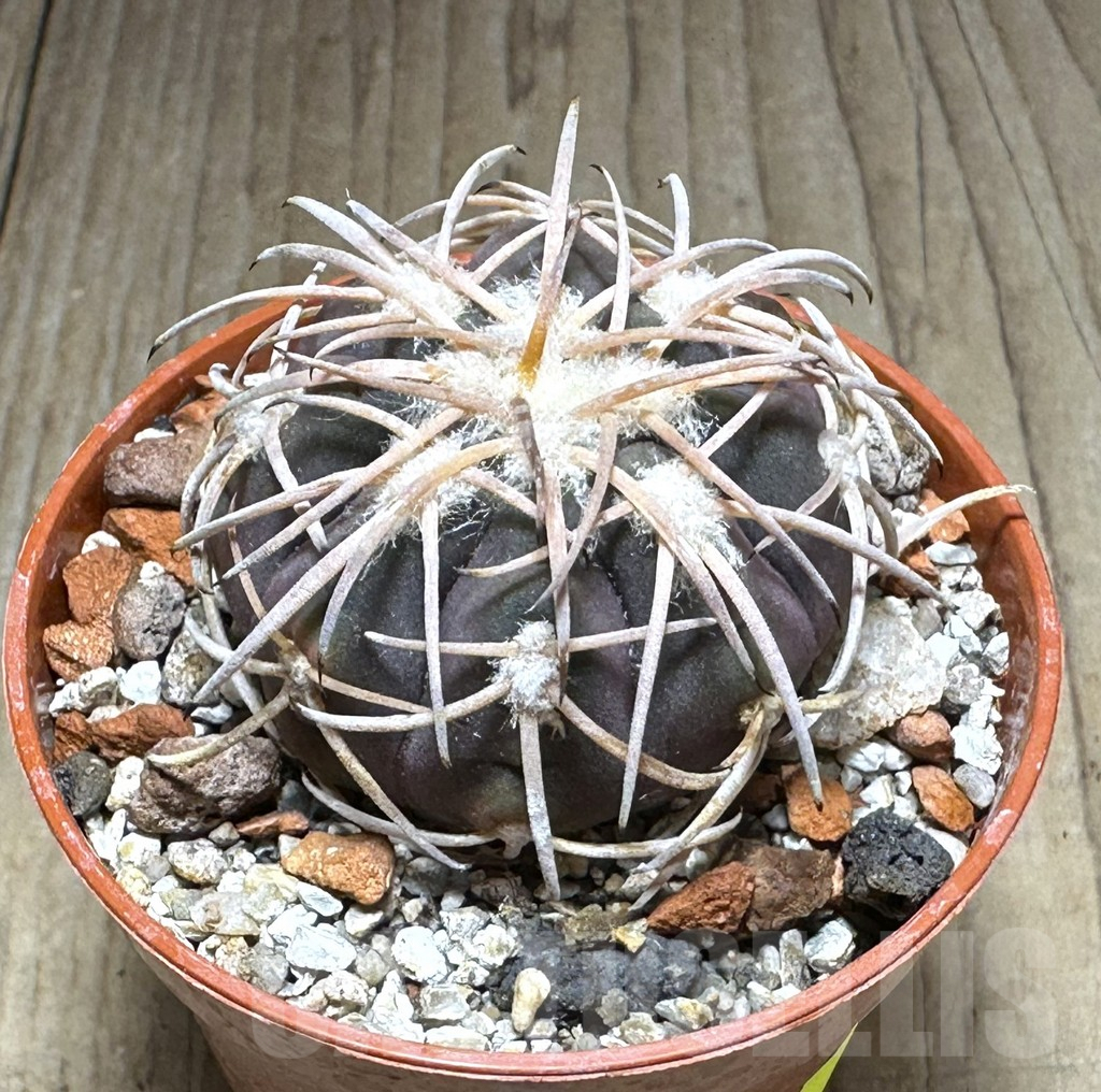SHPR28874 Gymnocalycium spegazzinii v. punillense