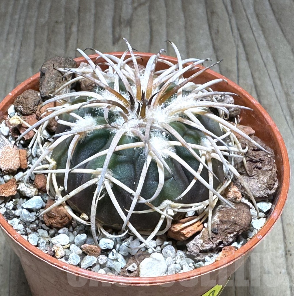 SHPR28875 Gymnocalycium spegazzinii v. punillense