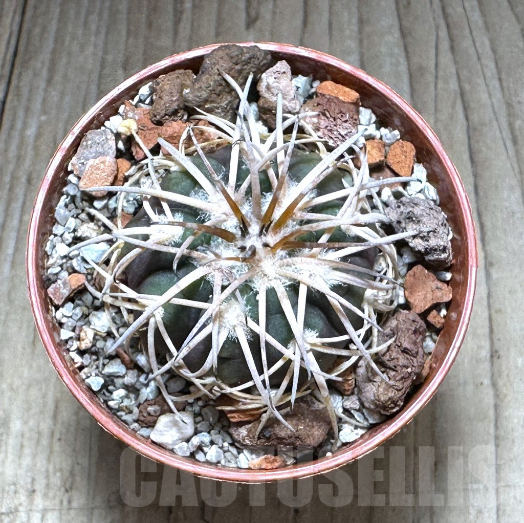 SHPR28875 Gymnocalycium spegazzinii v. punillense - immagine 2