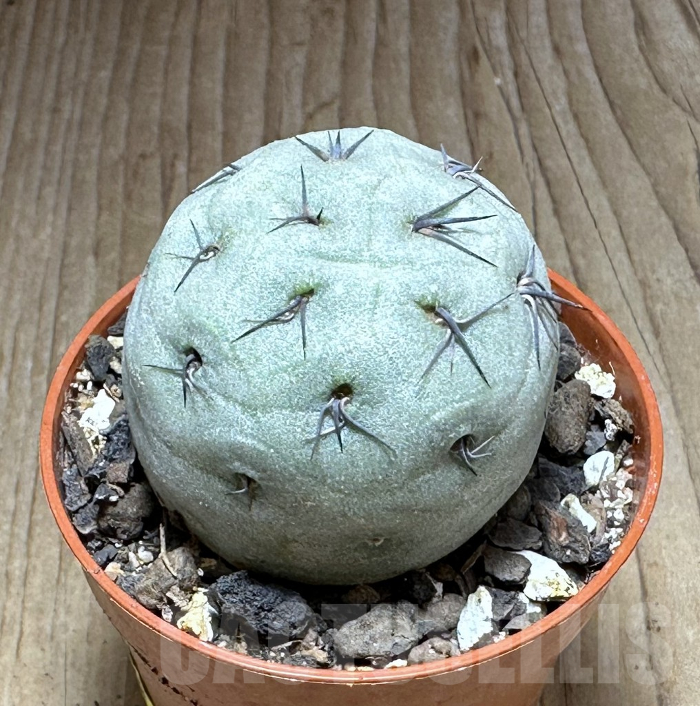 SHPR28879 Tephrocactus geometricus