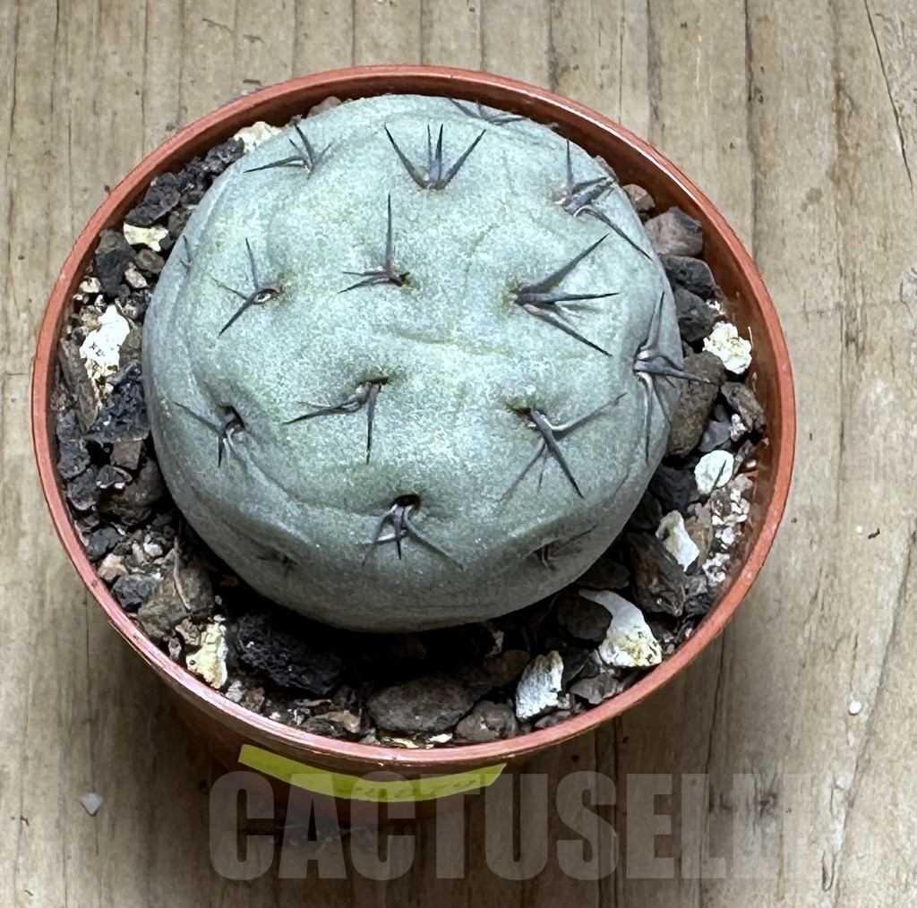 SHPR28879 Tephrocactus geometricus - immagine 2
