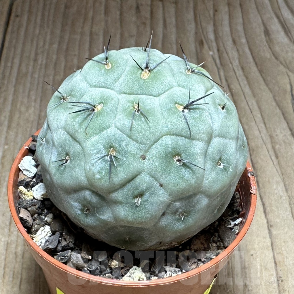 SHPR28881 Tephrocactus geometricus - Imagen 2