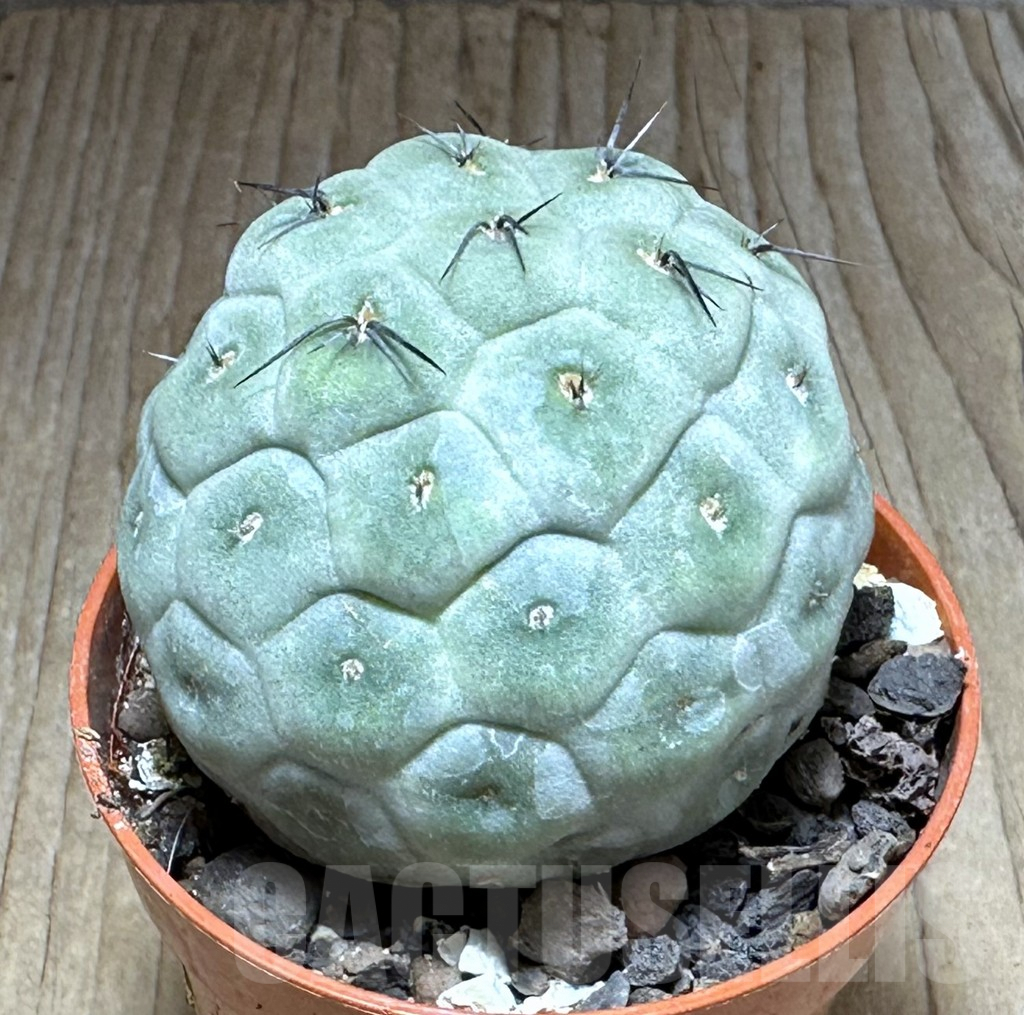 SHPR28881 Tephrocactus geometricus