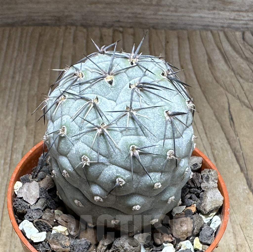 SHPR28884 Tephrocactus geometricus