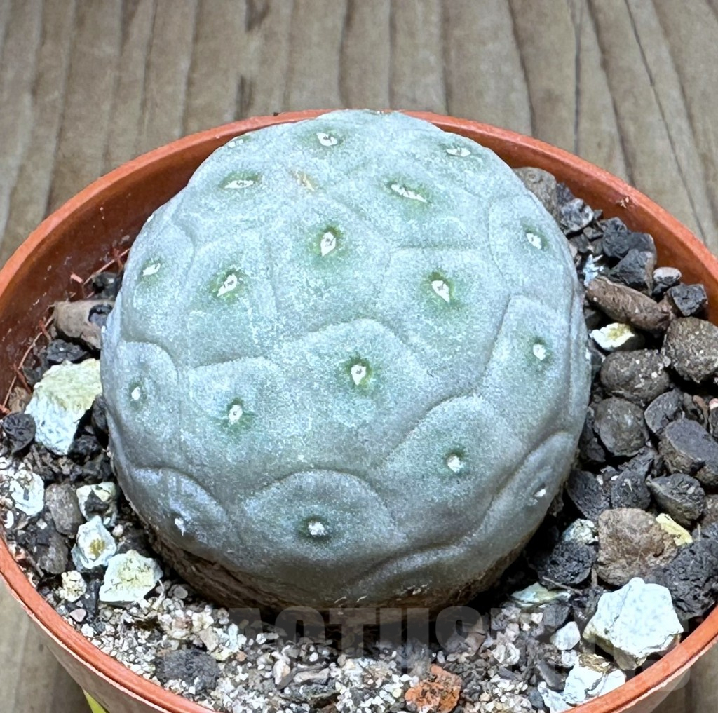 SHPR28885 Tephrocactus geometricus