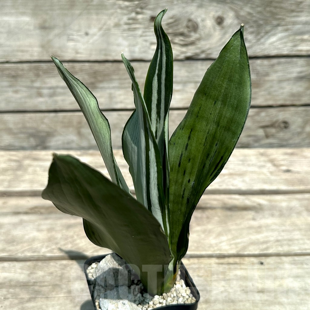 SHPR28977 Sansevieria ‘Brazilian Moonshine’ - Image 2