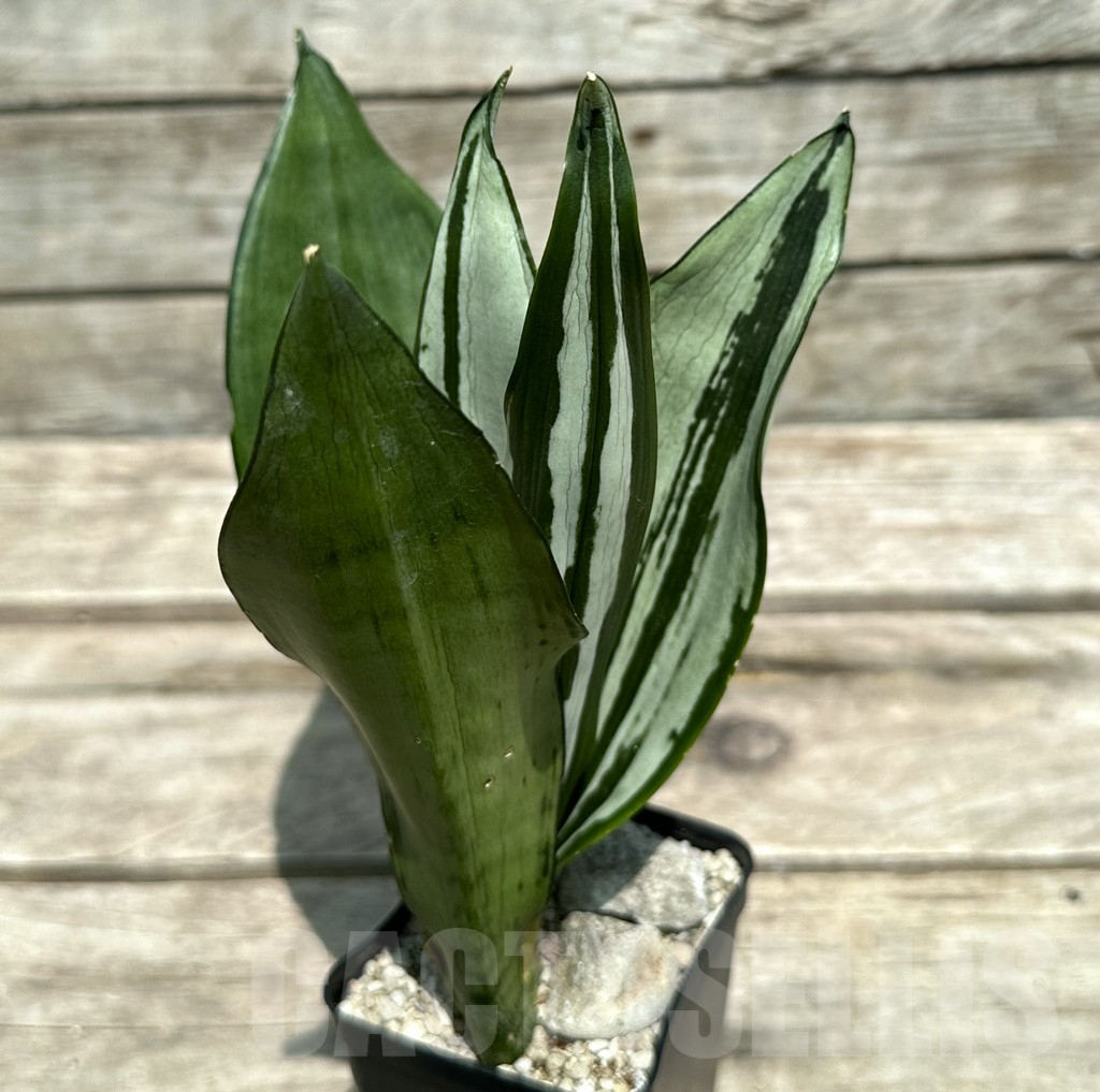 SHPR28977 Sansevieria ‘Brazilian Moonshine’