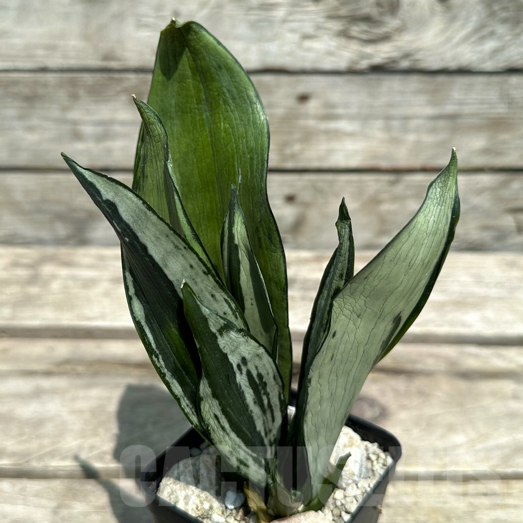 SHPR28978 Sansevieria ‘Brazilian Moonshine’