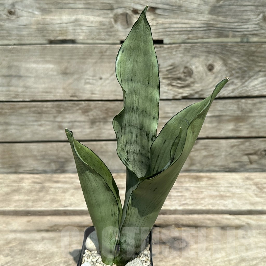 SHPR28979 Sansevieria ‘Brazilian Moonshine’