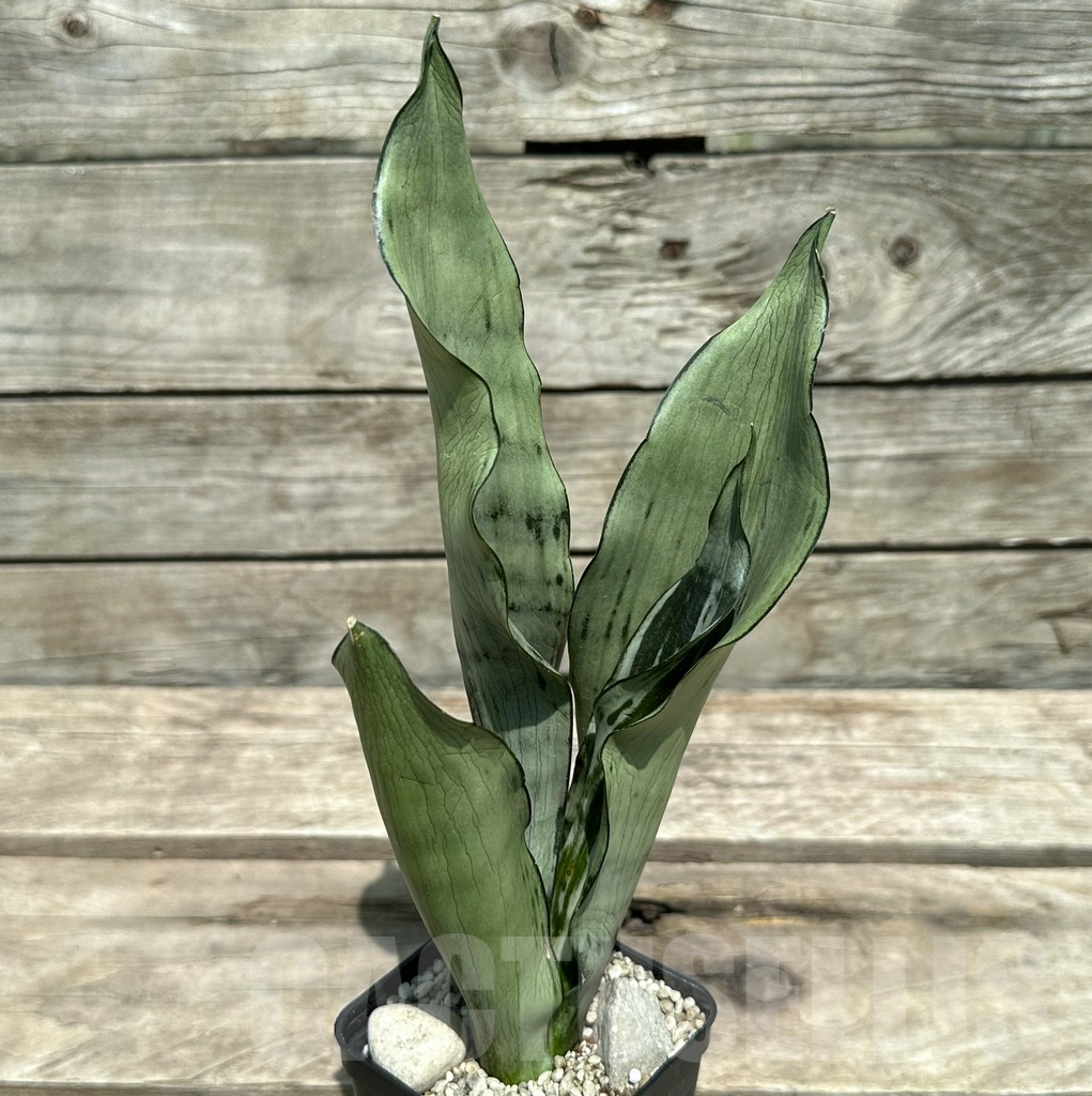 SHPR28979 Sansevieria ‘Brazilian Moonshine’ - immagine 2