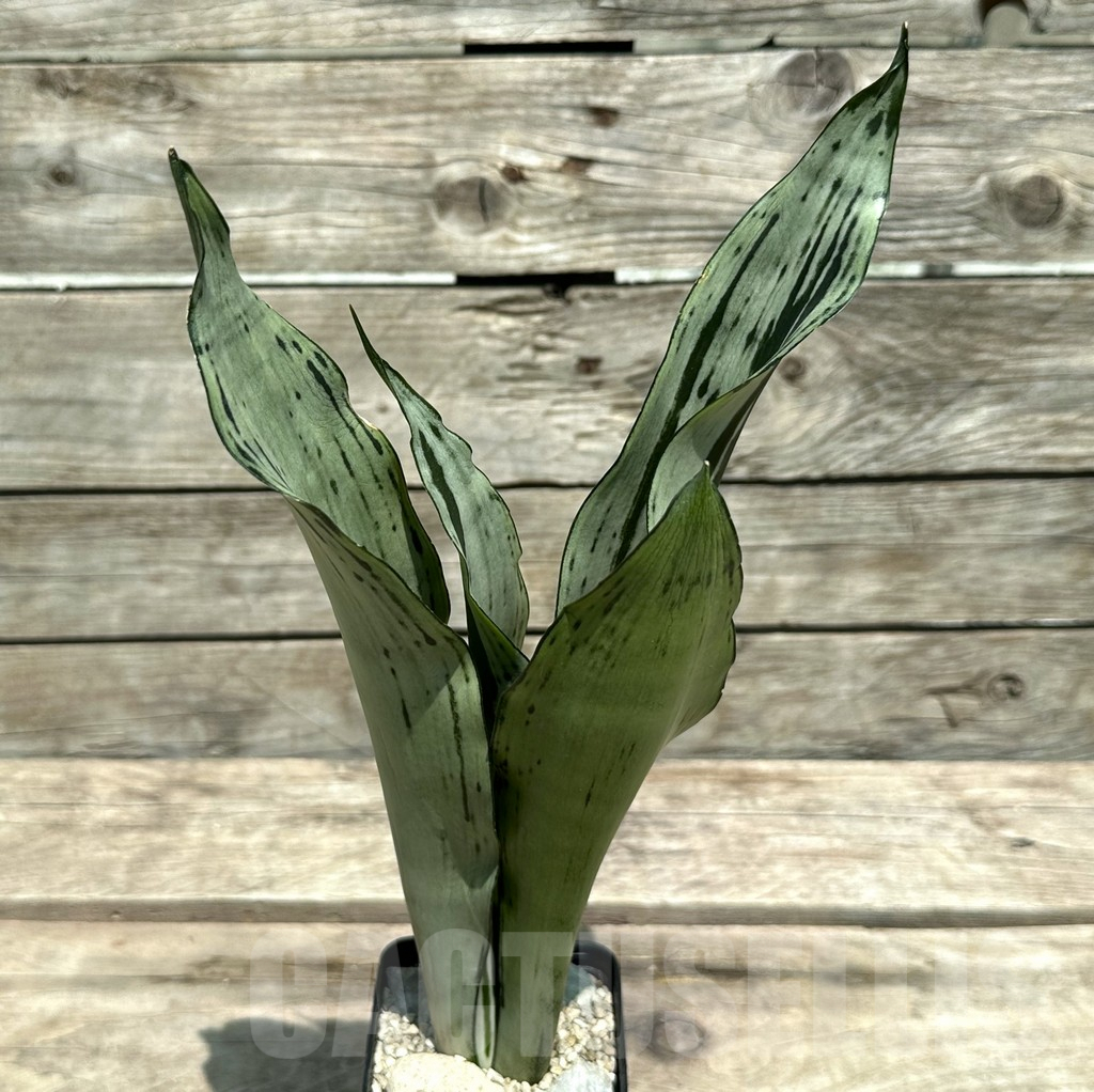 SHPR28980 Sansevieria ‘Brazilian Moonshine’