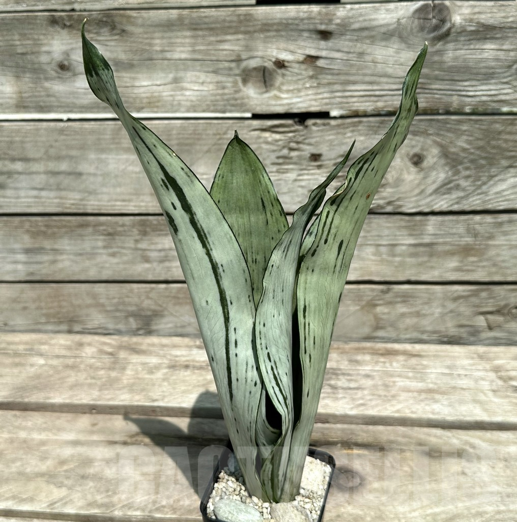 SHPR28980 Sansevieria ‘Brazilian Moonshine’ - immagine 2