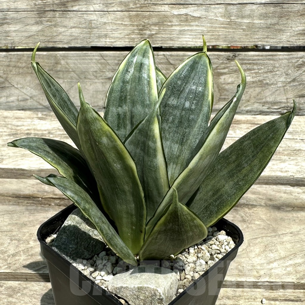 SHPR28982 Sansevieria ‘Silver Frost’