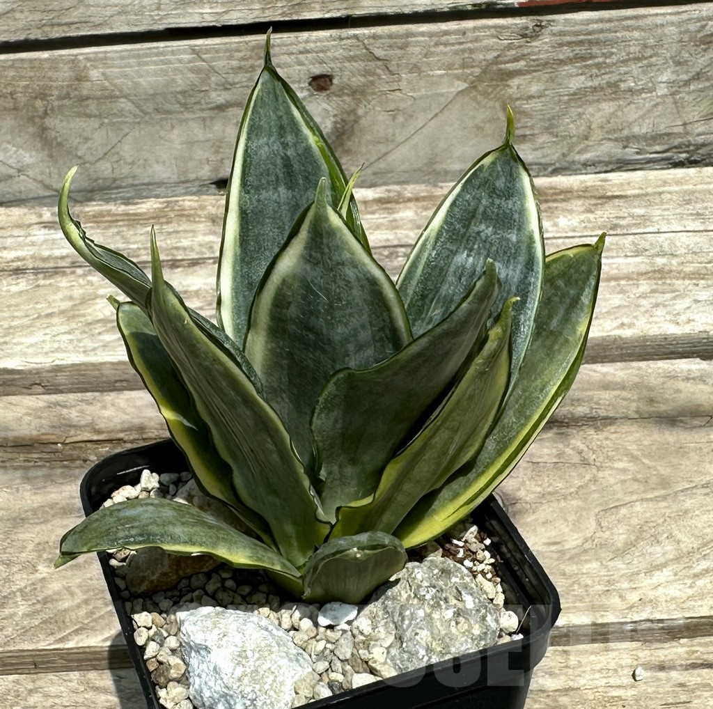 SHPR28983 Sansevieria ‘Silver Frost’ - Obrázek 2