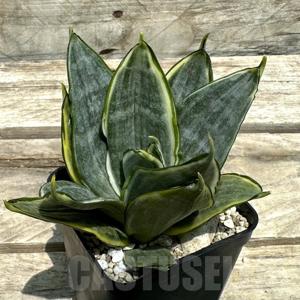 SHPR28983 Sansevieria ‘Silver Frost’