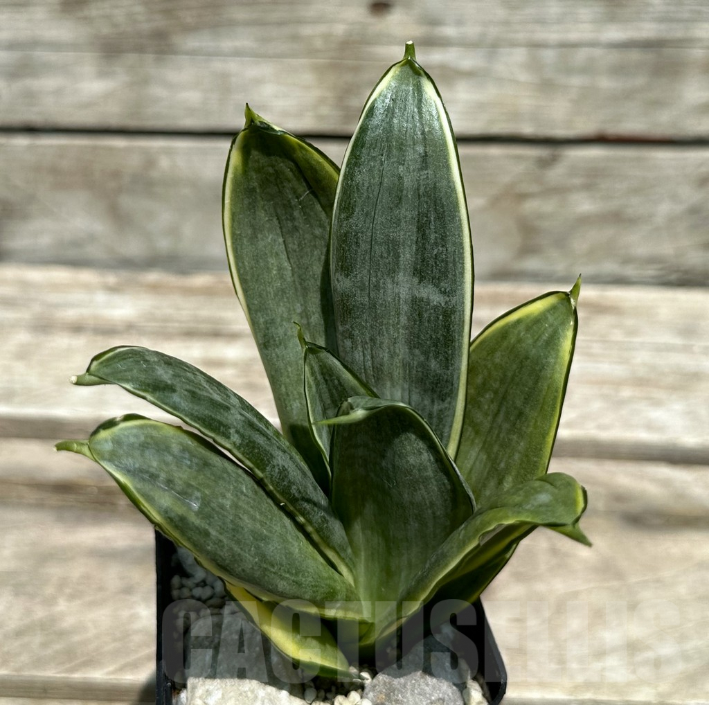 SHPR28984 Sansevieria ‘Silver Frost’