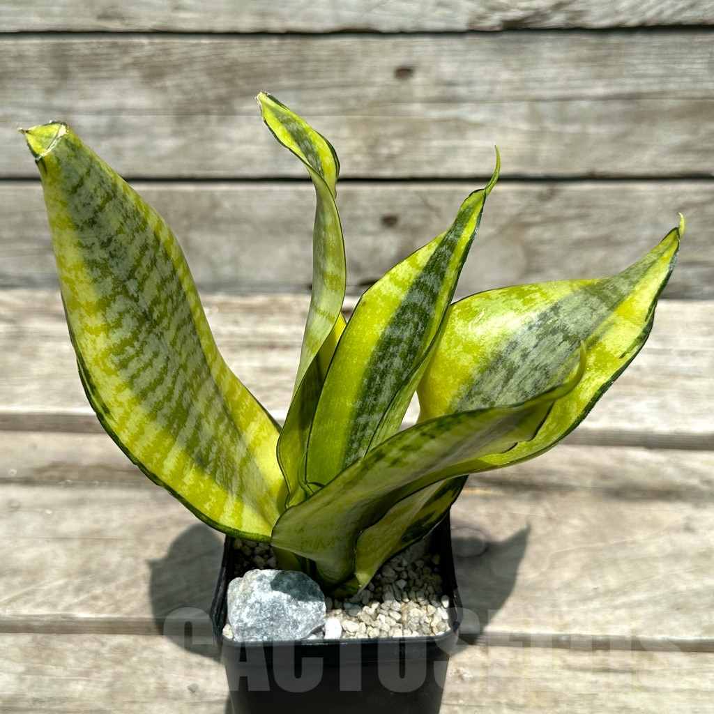 SHPR28988 Sansevieria ‘Gold Superba’ – Image 2