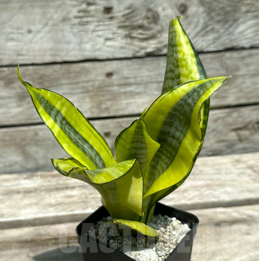 SHPR28988 Sansevieria ‘Gold Superba’