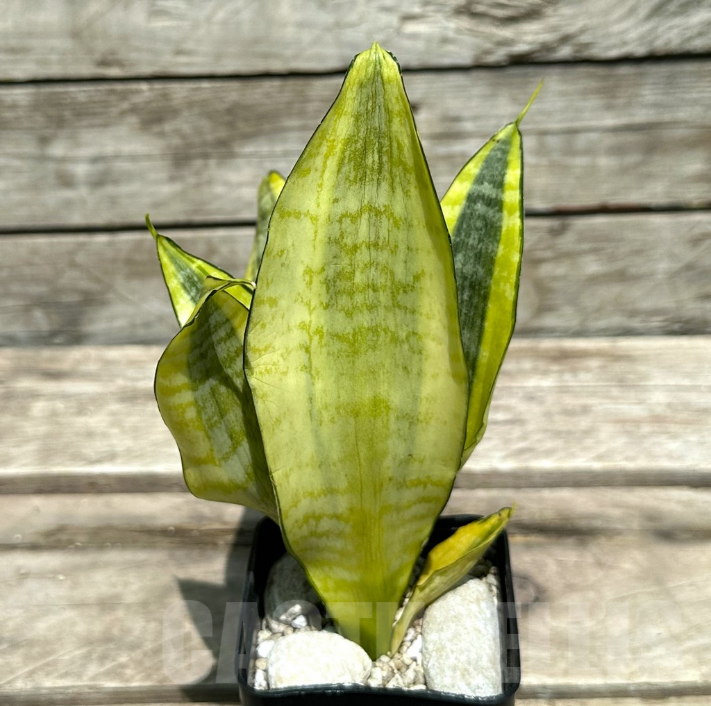 SHPR28989 Sansevieria ‘Gold Superba’ - Image 2