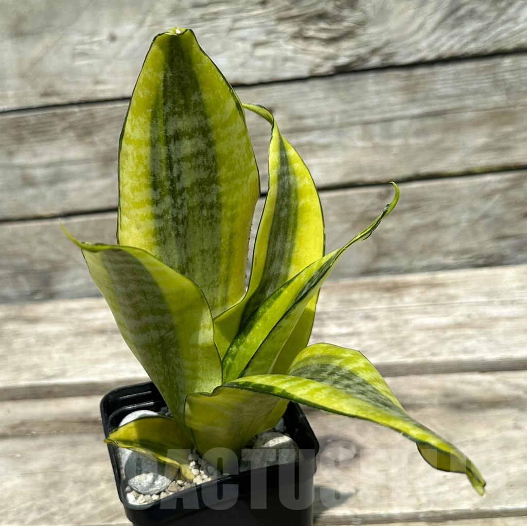 SHPR28989 Sansevieria ‘Gold Superba’