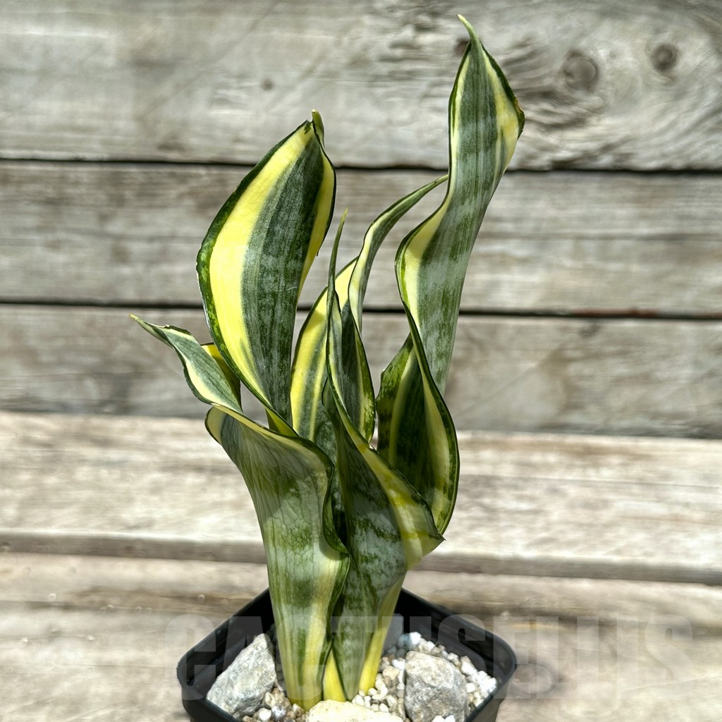 SHPR28990 Sansevieria ‘Gold Banner’