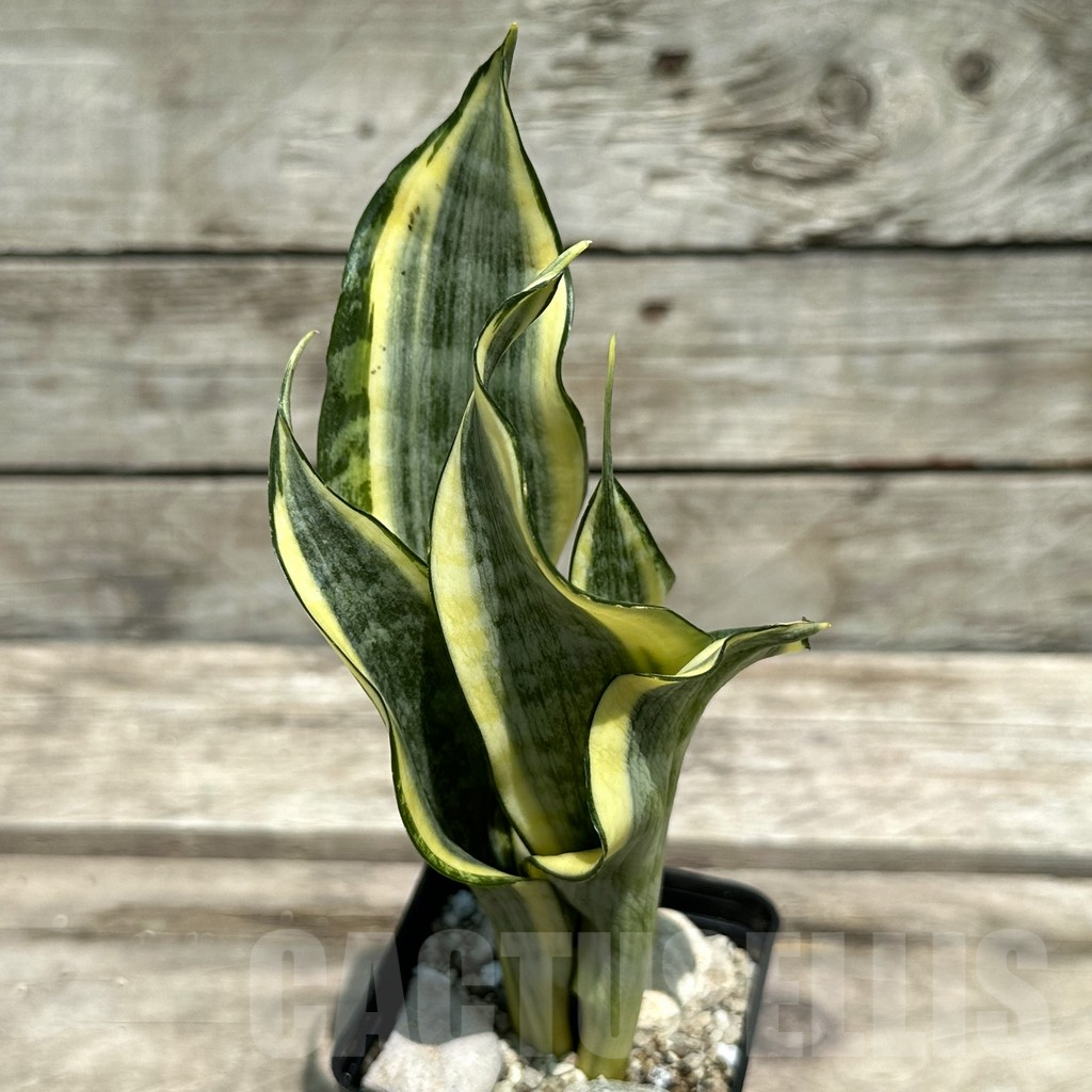 SHPR28990 Sansevieria ‘Gold Banner’ - Image 2