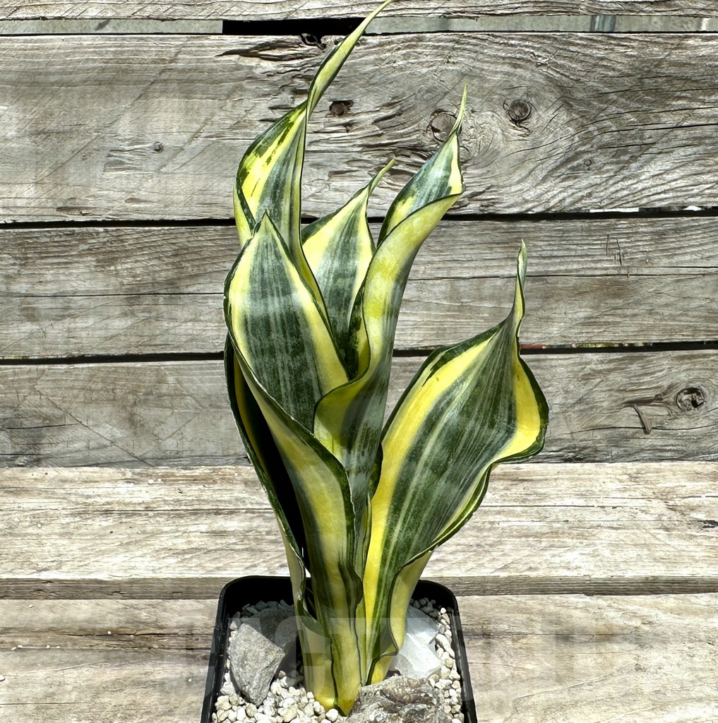 SHPR28991 Sansevieria ‘Gold Banner’