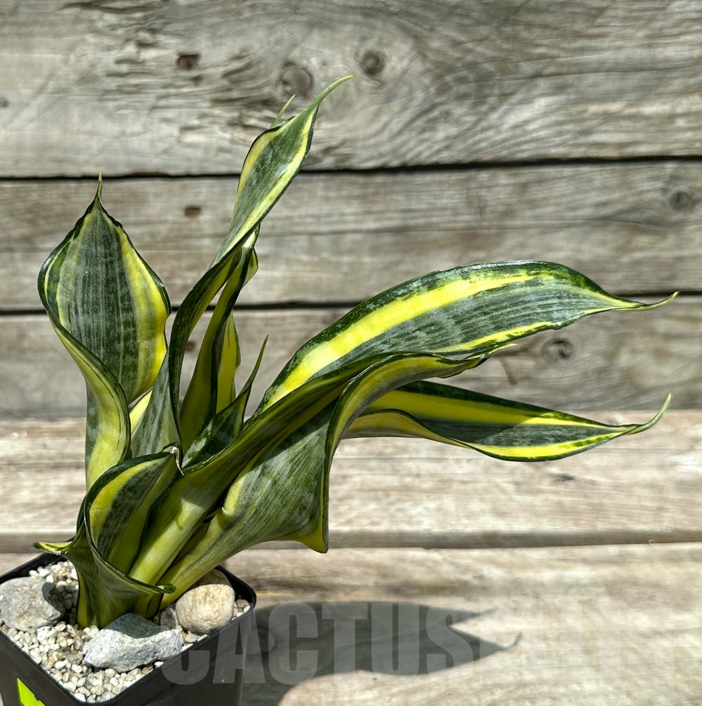SHPR28992 Sansevieria ‘Gold Banner’