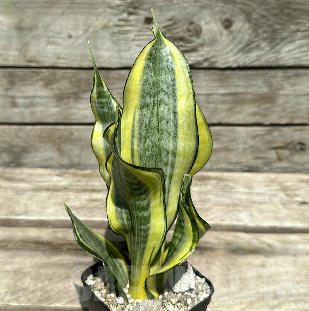 SHPR28992 Sansevieria ‘Gold Banner’ - Image 2