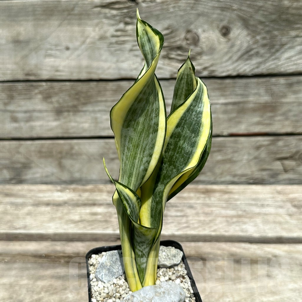 SHPR28993 Sansevieria ‘Gold Banner’ - Image 2
