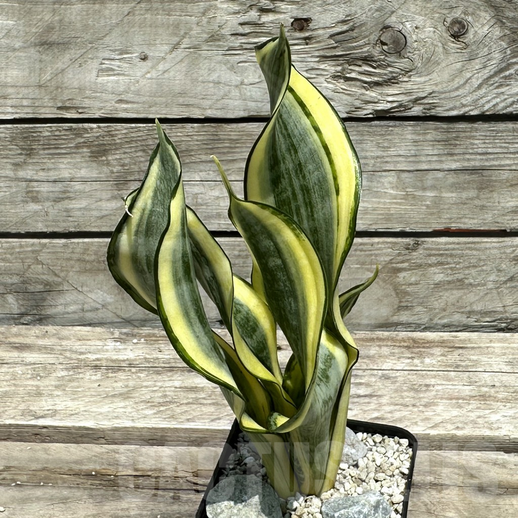SHPR28993 Sansevieria ‘Gold Banner’