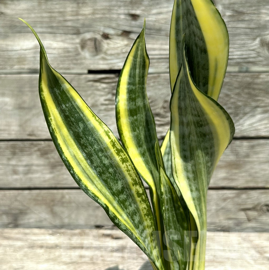 SHPR28994 Sansevieria ‘Gold Banner’